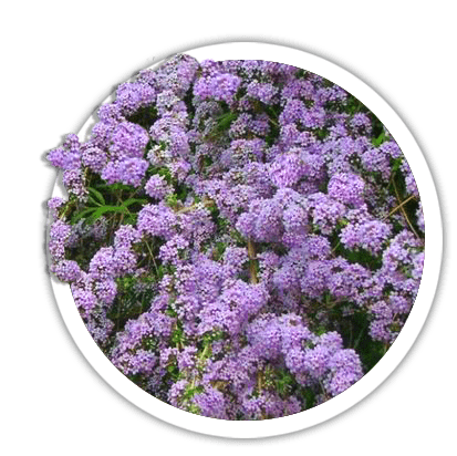 Буддлея черговолиста / Buddleja alternifolia